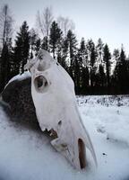 Skull of a slaughtered horse lying in stone in snow photo