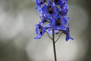 Delphinium elatum, the candle larkspur, with desaturation effect photo