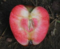Cross-Section Of Red Love Apple photo