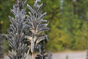 Ripe fruits of the big-leaved lupine Lupinus polyphyllus photo