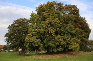 An autumnly grove in Wackerow, Mecklenburg-Vorpommern, Germany photo
