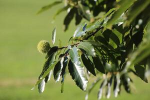 Single sweet chestnut Castanea sativa on a tree photo