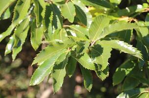 Several leaves of the sweet chestnut Castanea sativa photo