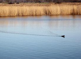 Single duck Anas platyrhynchos swimming in reflective water photo