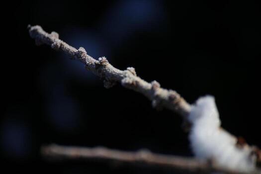 Macro shot of frosted twigs with snow photo