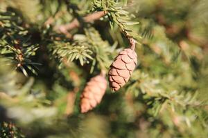 Hemlock spruce Tsuga heterophylla with cones photo