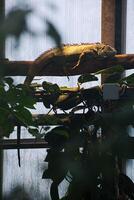 Common iguana iguana iguana lying on a branch photo
