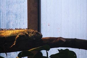Common iguana iguana iguana lying on a branch photo