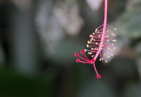 Extreme close up of a tropical blossom, stamen and fruits are cleary visible photo