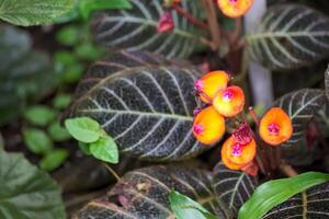 Blossoms and variegated leaves of Pearcea hypocyrtiflora photo