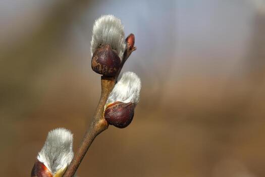 Close up of willows as a spring symbol photo