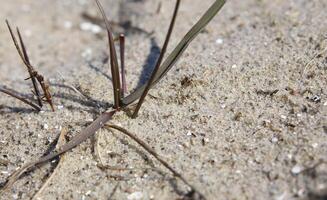 Macro of grass growing in beach sand photo