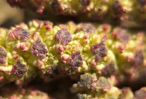 Macro shot of male alder catkins in spring photo