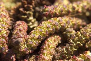 Macro shot of male alder catkins in spring photo