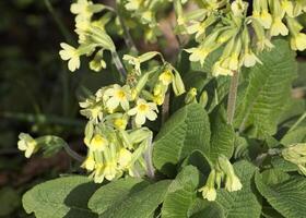 Flowering true oxlip Primula elatior plant photo