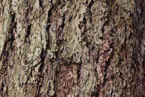 Macro of an eroded conifer bark with holes photo