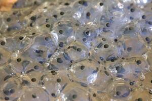 Macro shot of European common frog Rana temporaria spawn photo
