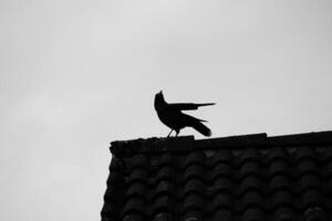Black and white image of hooded crow sitting on a roof photo