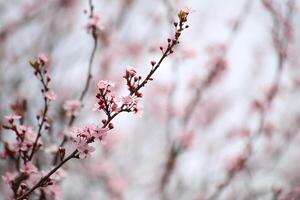 Pink cherry blossoms with a blurred background photo