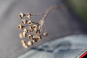 Macro of last years blossoms of the common tansy Tanacetum vulgare photo