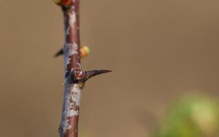 Macro shot of thorn of the hawthorn Crataegus photo