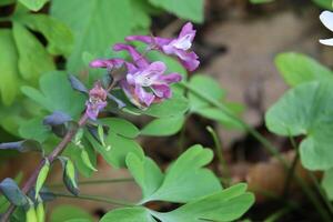 Corydalis cava, a species of fumewort, with blossoms photo