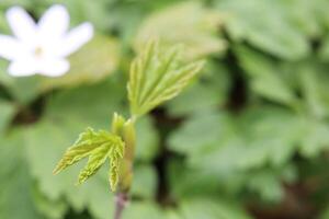 Macro of a maple leaf with selective focus photo