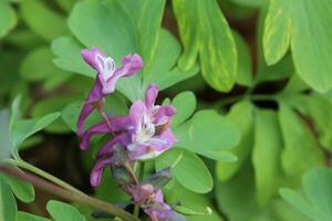 Corydalis cava, a species of fumewort, with blossoms photo
