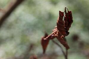 Dry leaves with selective focus in a forest photo