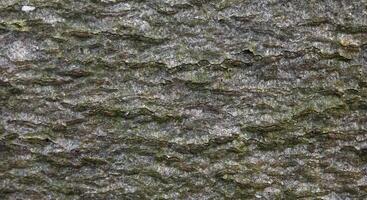 Macro of the bark of a deciduous tree photo