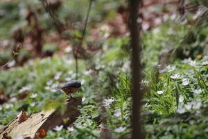 Eurasian nuthatch Sitta europaea on a piece of wood photo