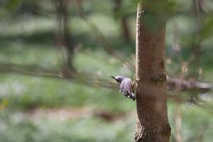 Eurasian nuthatch Sitta europaea at the side of a stem photo