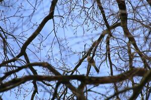 Eurasian jay Garrulus glandarius sitting in a tree photo