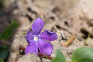 The evergreen bigleaf periwinkle Vinca major with blossom photo