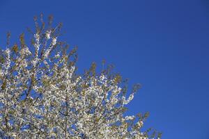 Top of fruit tree with white blossoms in front of blue sky. A polarization filter was used photo