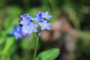 Wood forget-me-not Myosotis sylvatica with blue blossoms photo