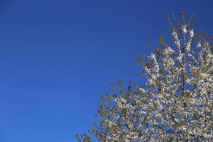 Top of fruit tree with white blossoms in front of blue sky. A polarization filter was used photo