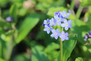 Wood forget-me-not Myosotis sylvatica with blue blossoms photo