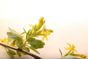 Some blossoms of the Golden currant Ribes aureum photo