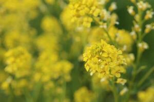 Macro of the blossoms of herb barbara Barbarea vulgaris photo