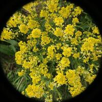Wide angle macro of herb barbara Barbarea vulgaris, shot from above with a black vignette photo