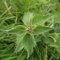 Unusual view of stinging nettle Urtica dioica, wide angle macro shot directly from above photo