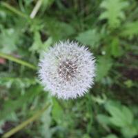 Unusual view of blowball, wide angle macro shot directly from above photo