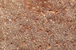 Macro shot of the lower side of the birch polypore Piptoporus betulinus fungus photo