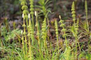 Several wood horsetails Equisetum sylvaticum in the nature photo