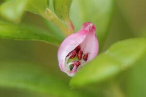 Cross-section of bog-rosemary Andromeda polifolia blossom photo