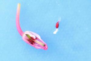 Cross-section of bog-rosemary Andromeda polifolia blossom photo