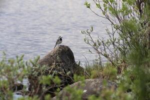 White wagtail Motacilla alba sitting on a stone at the water photo