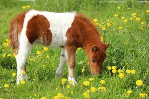 Brown and white pony on a dandelion meadow photo