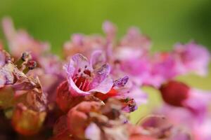 Macro of blossoms of Bergenia crassifolia, the leather bergenia photo